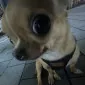 BrilloPadLover